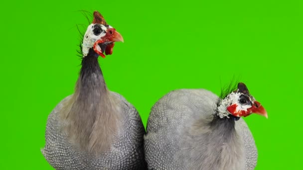 Male Female Blue Guinea Fowl Isolated Green Screen — Stock Video