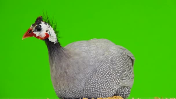 tourne le long de la caméra pintade bleue isolée sur écran vert 