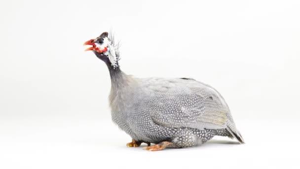 Pájaro Guinea Azul Sentado Aislado Pantalla Blanca — Vídeos de Stock