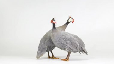 erkek ve kadın mavi gine tavuğu beyaz ekranda izole