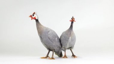 erkek ve kadın mavi gine tavuğu beyaz ekranda izole