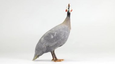 beyaz ekranda izole mavi gine tavuğu      