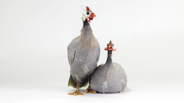 Male Female Blue Guinea Fowl Isolated White Screen — Stock Video