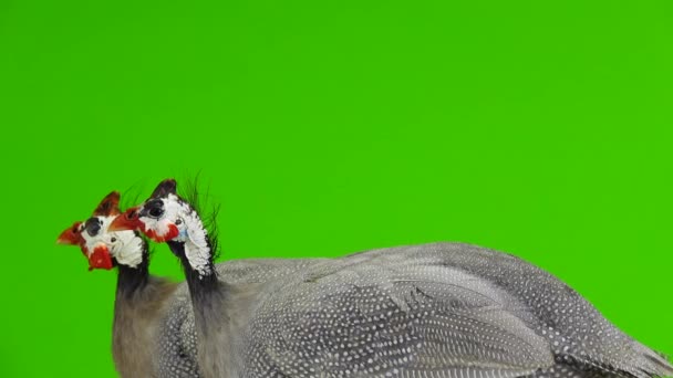 Чоловіча Жіноча Блакитна Морська Пташка Ізольована Зеленому Екрані — стокове відео