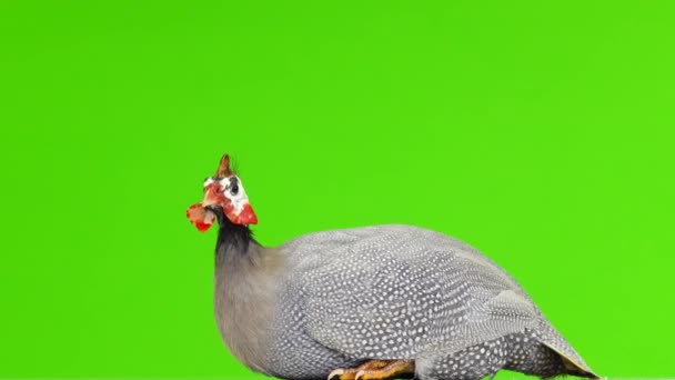 Zittend Guinea Fowl Geïsoleerd Groen Scherm — Stockvideo