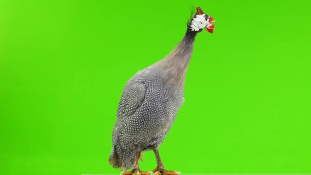 Blue Guinea Fowl Isolated Green Screen — Stock Video