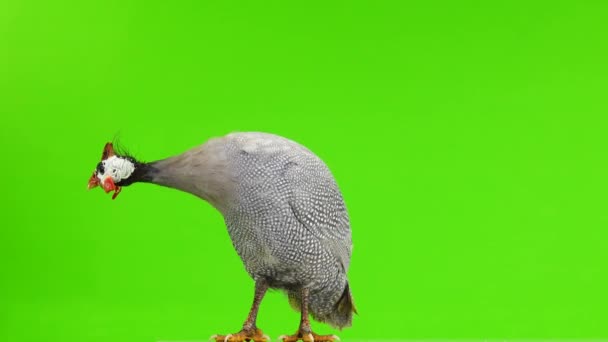 Синій Морський Птах Ізольований Зеленому Екрані — стокове відео