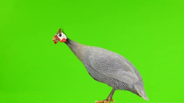 Голубая Морская Птица Выделенная Зеленом Экране — стоковое видео