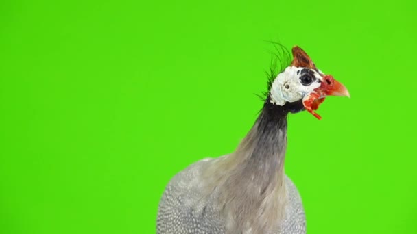 Blue Guinea Fowl Isolated Green Screen — Stock Video