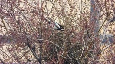 saksağan yoğun bir şehirde bir yuva inşa