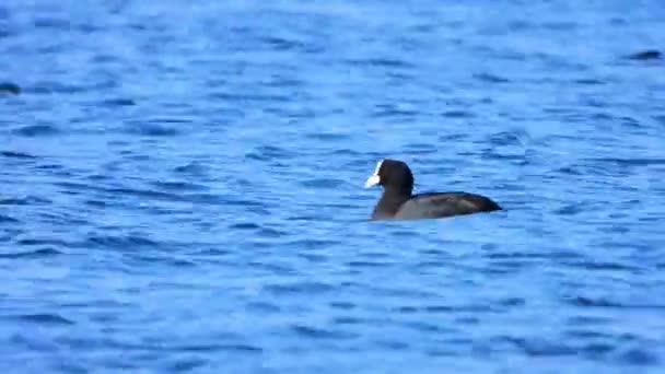 Foulque Eurasienne Nage Dessus Des Vagues Son — Video