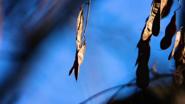 Luces Boceto Primavera Con Los Sonidos Los Pájaros Sonido — Vídeos de Stock