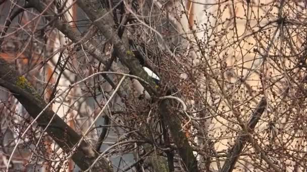 Magpie Builds Nest Busy City — Stock Video