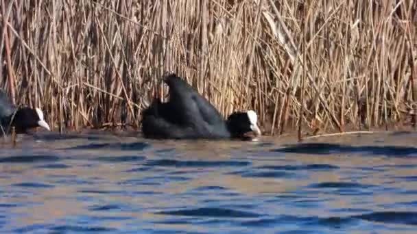 Euraziatische Coot Zwemmen Golven Geluid — Stockvideo