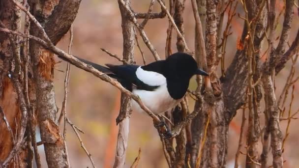 Magpie Branch Forest — Stock Video