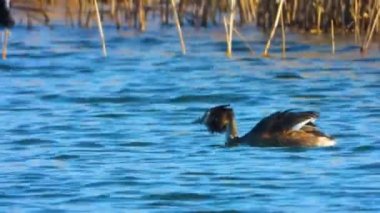 Su altından bir erkek görünümü büyük grebes bu sevişme gölün yüzeyinde yüzmek. Gerçek vahşi yaşam. Büyük tepeli grebe. Ses