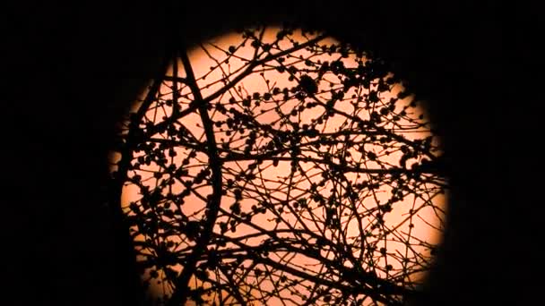 Dolunay Ağaçların Bir Arka Plan Karşı Gece Hızla Yükselir — Stok video