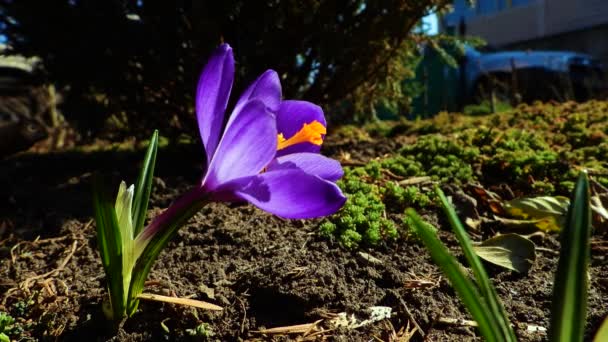 Bee Verzamelt Nectar Tuin Bloem Van Saffraan Geluid — Stockvideo