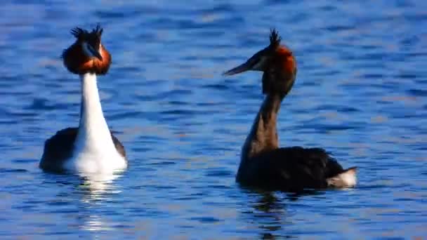 Beberapa Grebe Besar Berenang Permukaan Danau Dalam Cinta Pacaran Kehidupan — Stok Video