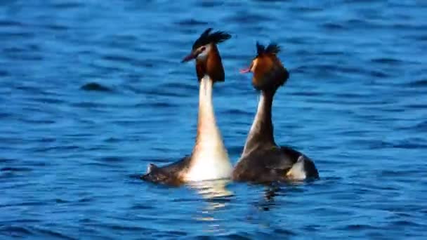 Par Grandes Grebes Nadan Superficie Del Lago Novios Enamorados Vida — Vídeos de Stock