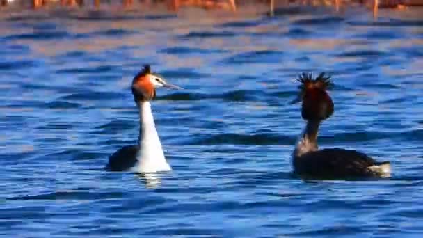 Quelques Grands Grèbes Nagent Surface Lac Dans Des Paroisses Amoureuses — Video