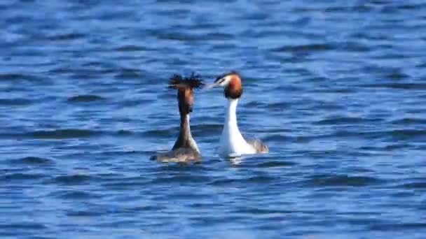 Paio Grandi Grebe Nuotare Sulla Superficie Del Lago Corteggiamenti Amore — Video Stock