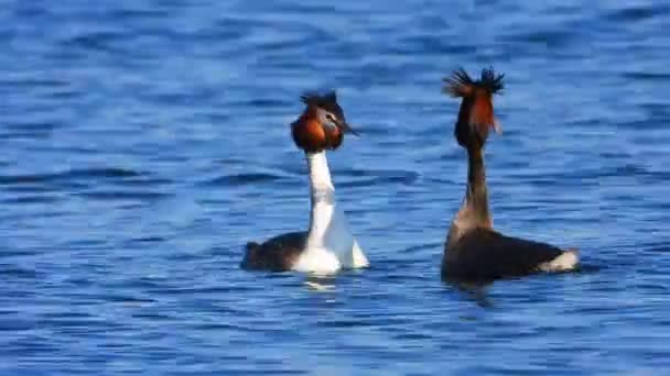 Couple Great Grebe Swim Lake Surface Love Courtships Real Wildlife — Stock Video