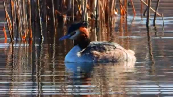 Gran Grebe Cresta Agua — Vídeos de Stock