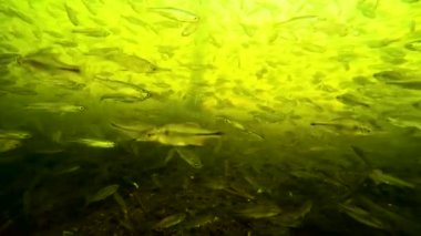 Nehirde su altında küçük bir balık sürüsü