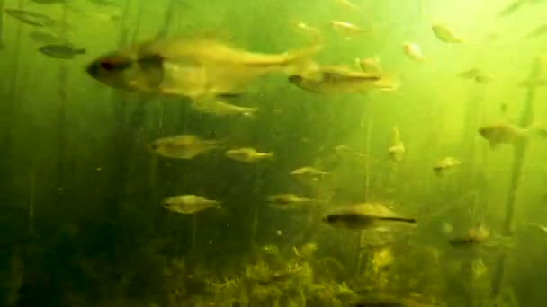 伟大的刺鱼在河上寻找鱼的浇水 — 图库视频影像