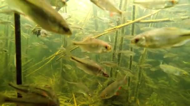 Rudd Looks Camera Lens Flock Small Fish Water River — Stock Video