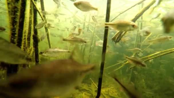 Rudd Olha Para Lente Câmera Rebanho Pequenos Peixes Debaixo Água — Vídeo de Stock