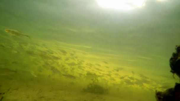 Bando Pequenos Peixes Debaixo Água Rio — Vídeo de Stock