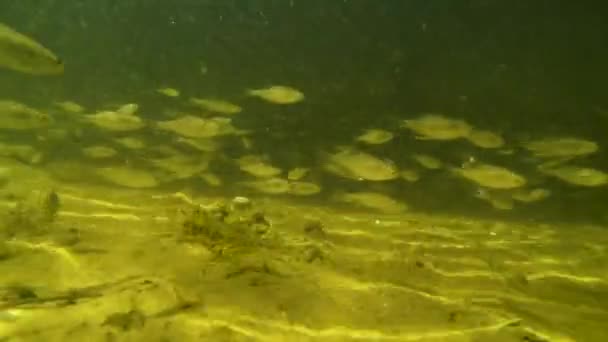 Hejno Malých Ryb Pod Vodou Řece — Stock video