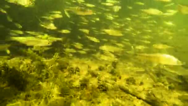 Una Bandada Pequeños Peces Bajo Agua Río — Vídeo de stock