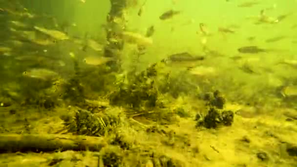 Флокка Мелкой Рыбы Водой Реке — стоковое видео