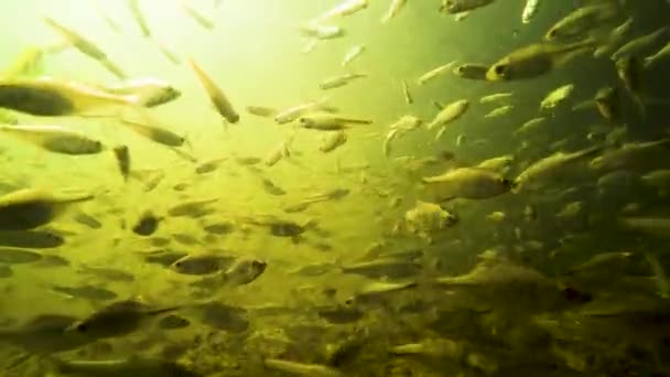 川の水の下の小さな魚の群れ — ストック動画
