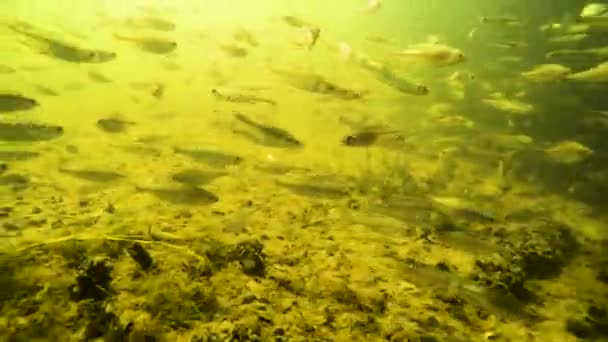 Ein Schwarm Kleiner Fische Unter Wasser Fluss — Stockvideo