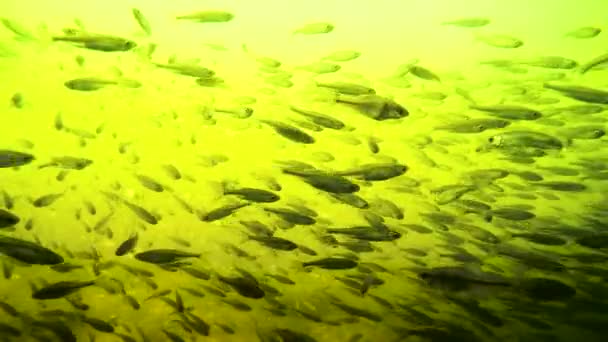 Troupeau Petits Poissons Sous Eau Dans Rivière — Video