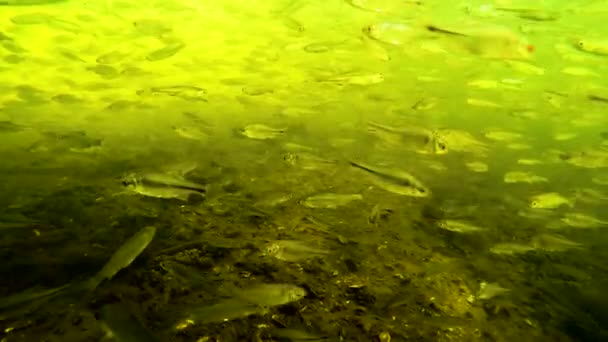 Ein Schwarm Kleiner Fische Unter Wasser Fluss — Stockvideo