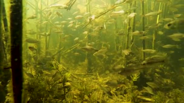 Una Bandada Pequeños Peces Bajo Agua Río — Vídeos de Stock