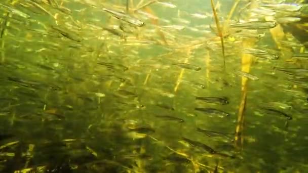 Flock Små Fiskar Vatten Älven — Stockvideo