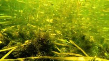 Nehirde su altında küçük bir balık sürüsü