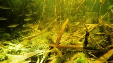 Nehirde su altında küçük bir balık sürüsü