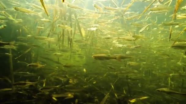 A flock of small fish under water in the river — Stock Footage Flock Small Fish Water River Royalty Free Stock Video