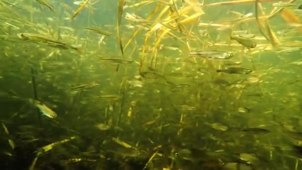 A flock of small fish under water in the river — Stock Footage Flock Small Fish Water River Stock Footage