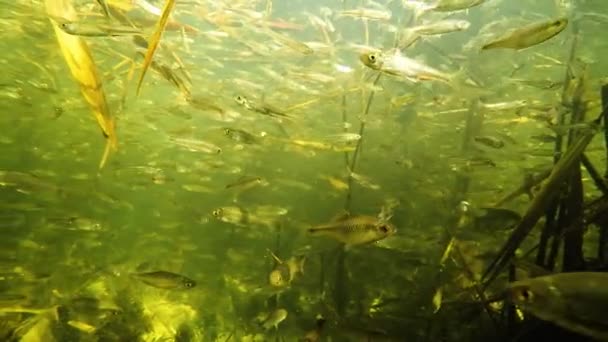 Una Bandada Pequeños Peces Bajo Agua Río — Vídeos de Stock