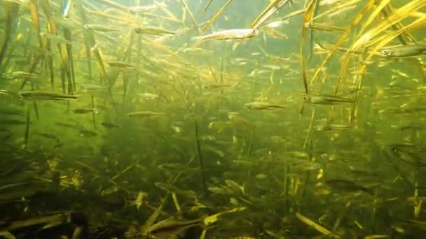 Una Bandada Pequeños Peces Bajo Agua Río — Vídeos de Stock