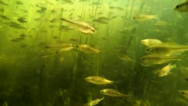 Flock Small Fish Water River — Stock Video