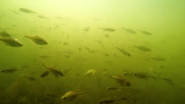 Flock Small Fish Water River — Stock Video